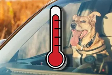 Man Arrested for Leaving a Dog Alone in Hot Car While Gambling